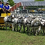 Shetland Pony- G2 10b (2)